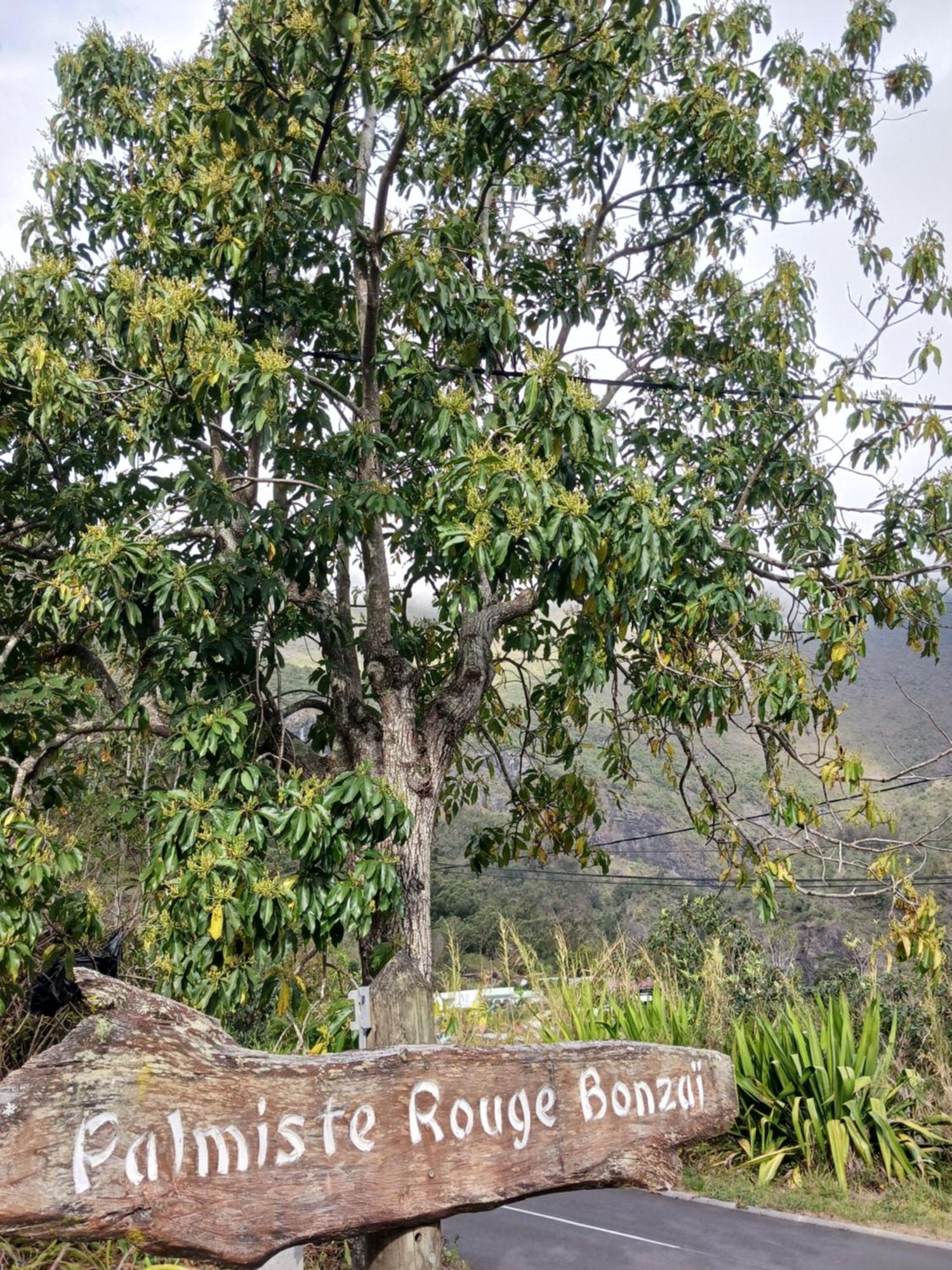 Auberge Du Cap Cilaos Esterno foto